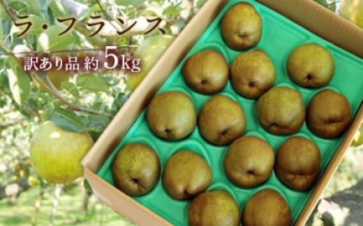 【令和7年産先行予約】 〈訳あり品 家庭用〉 ラ・フランス 約5kg (10～18玉 中～大玉) 《令和7年11月上旬～発送》 『旬の果実 佐藤市右衛門農園』 山形県 南陽市 [1047]