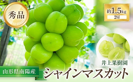 【令和8年産先行予約】【山形県シャインマスカット品評会優秀賞第1席受賞】 シャインマスカット 約1.5kg (2房 秀) 《令和8年9月中旬～発送》 『いのうえ果樹園』 マスカット ぶどう 果物 フルーツ デザート 山形県 南陽市 [1312]