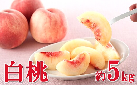 【令和8年産先行予約】 白桃 約5kg (8～22玉 秀) 《令和8年8月上旬～9月下旬発送》 『フードシステムズ』 モモ 果物 フルーツ 山形県 南陽市 [1386]