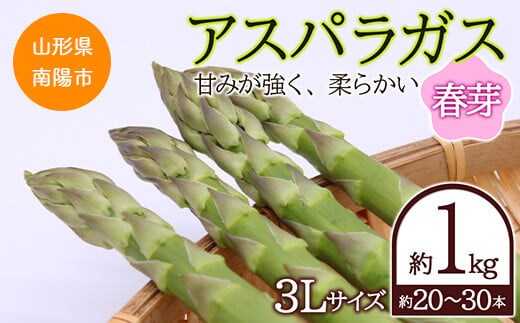 【令和8年産先行予約】 アスパラガス (春芽) 約1kg (3Lサイズ 約20～30本前後) 《令和8年5月～発送》 『生産者 吉田 太一』 山形南陽産 農家直送 山形県 南陽市 [1526]