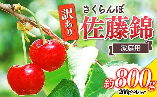 【令和8年産先行予約】 〈訳あり品 家庭用〉 さくらんぼ 「佐藤錦」 約800g (200g×4パック Mサイズ) 《令和8年6月中旬～発送》 『田口農園』 小分け 山形県 南陽市 [1691]