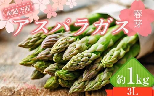 【令和8年産先行予約】 アスパラガス (春芽) 約1kg (3Lサイズ 約20～25本前後) 《令和8年5月～発送》 『生産者 紺野 幸陽』 山形県 南陽市 [2243]