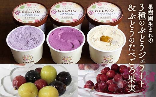 果樹園生まれの 「3種のぶどうジェラート ＆ ぶどうのたべごろ果実 (冷凍フルーツ)」セット 『漆山果樹園』 シャインマスカット ハニーブラック 藤稔 デラウェア 山形県 南陽市 [2353]