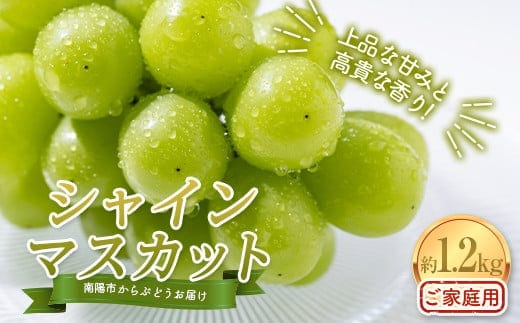 【令和8年産先行予約】〈家庭用〉 シャインマスカット 約1.2kg (2～3房) 《令和8年10月上旬～発送》 『紺野農園』 山形県 南陽市 [1914-R8]