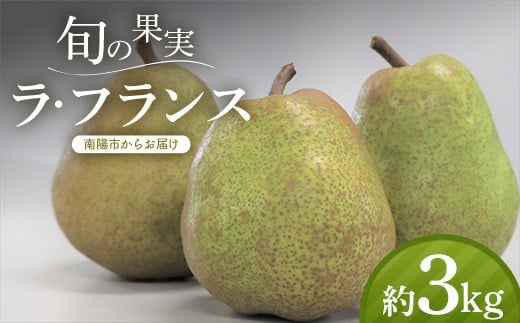 【令和7年産先行予約】 十三代目 佐藤市右衛門 ラ・フランス 約3kg (10～12玉 秀) 《令和7年11月上旬～発送》 [1968]