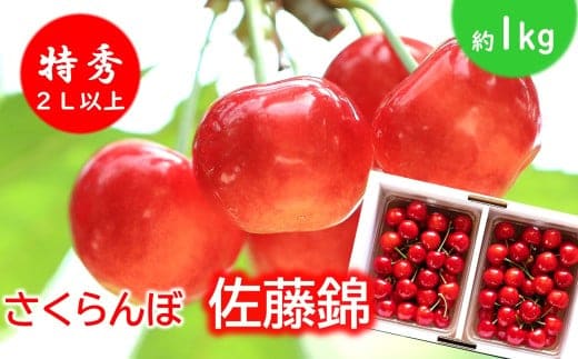【令和8年産先行予約】 さくらんぼ 「佐藤錦」 約1kg (特秀 2L以上) バラパック詰め 《令和8年6月上旬～発送》 『松田観光果樹園』 サクランボ 生産農家直送 果物 フルーツ デザート 先行予約 予約 山形県 南陽市 [2620]
