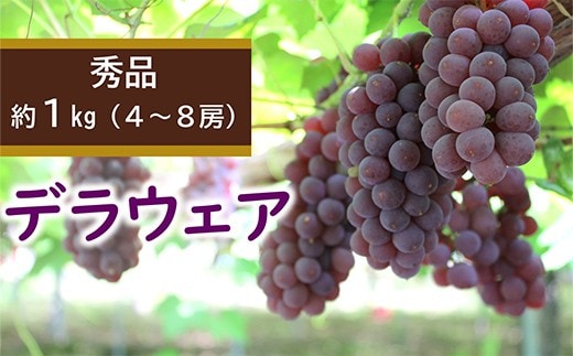 【令和8年産先行予約】 デラウェア 約1kg (4～8房 秀) 《令和8年7月下旬～8月下旬発送》 『カネタ高橋青果』 ぶどう ブドウ 葡萄 デラウエア 山形県 南陽市 [2675]