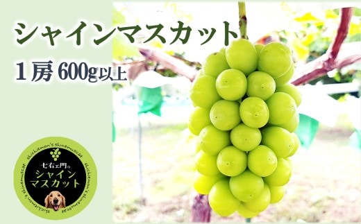 【令和8年産】 シャインマスカット 600g以上 (1房) 《令和8年9月中旬～発送》 『七右エ門』 マスカット ぶどう 果物 フルーツ デザート 山形県 南陽市 [2717]