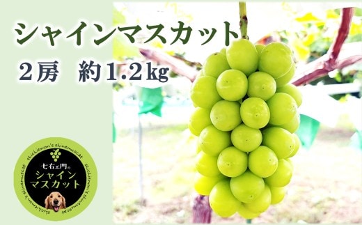 【令和8年産】 シャインマスカット 1.2kg以上 (2房) 《令和8年9月中旬～発送》 『七右エ門』 マスカット ぶどう 果物 フルーツ デザート 山形県 南陽市 [2718]