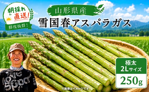 【令和9年産先行予約】 雪国春アスパラガス 約250g (2Lサイズ) 《令和9年5月中旬～発送》 『情野農園』 極太 グリーン 山形南陽産 農家直送 山形県 南陽市 [2730]
