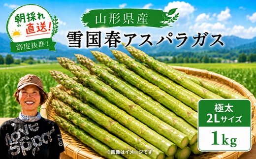 【令和9年産先行予約】 雪国春アスパラガス 約1kg (2Lサイズ) 《令和9年5月中旬～発送》 『情野農園』 極太 グリーン 山形南陽産 農家直送 山形県 南陽市 [2732]
