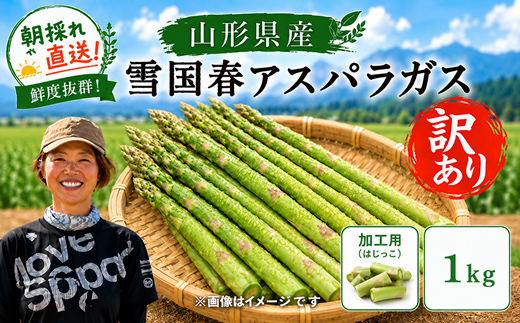 【令和9年産先行予約】 訳あり 雪国春アスパラガス 約1kg (はじっこ 加工用) 《令和9年5月中旬～発送》 『情野農園』 グリーン 山形南陽産 農家直送 山形県 南陽市 [2735]