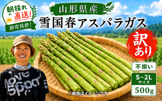 【令和9年産先行予約】 訳あり 雪国春アスパラガス 約500g (不揃い S～2Lサイズ) 《令和9年5月中旬～発送》 『情野農園』 グリーン 山形南陽産 農家直送 山形県 南陽市 [2736]