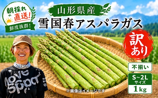 【令和9年産先行予約】 訳あり 雪国春アスパラガス 約1kg (不揃い S～2Lサイズ) 《令和9年5月中旬～発送》 『情野農園』 グリーン 山形南陽産 農家直送 山形県 南陽市 [2737]