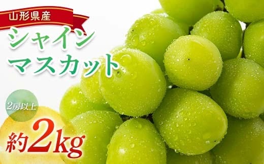 【令和9年産先行予約】 シャインマスカット 約2kg (2房以上) 《令和9年9月頃～発送》 『南陽中央青果市場』 マスカット ぶどう 果物 フルーツ デザート 山形県 南陽市 [1205-R9]