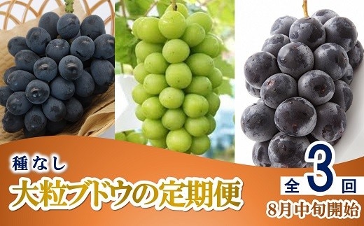 【令和9年産先行予約】 《定期便3回》 種無し大粒ブドウ 定期便 《令和9年8月中旬～発送》 『南陽中央青果市場』 葡萄 ぶどう ブドウ 高尾 シャインマスカット ピオーネ 果物 フルーツ デザート 山形県 南陽市 [2586-R9]