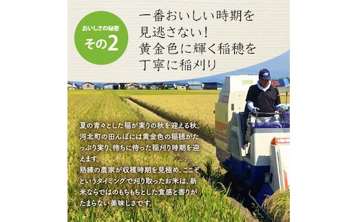 令和6年産米】2025年1月上旬発送 はえぬき20kg（5kg×4袋） 山形県産