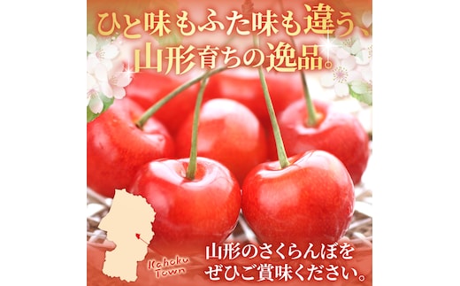 令和9年産】さくらんぼ 紅秀峰 500g 2L玉 ギフト箱入 秀品 山形県産