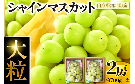 令和8年産【はじまり農園 うの】大粒 シャインマスカット２房（約700g×2房） 山形県河北町産 【河北町観光物産協会】