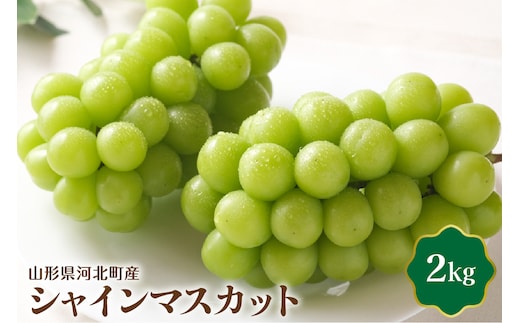 【令和8年産】シャインマスカット 2kg（2～４房） 山形県河北町産【JAさがえ西村山】
