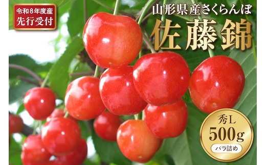 【2026年産先行予約】さくらんぼ佐藤錦 秀L 500g(500gバラ詰め×1パック)山形県河北町産【晴天畑】 さくらんぼ 贈答 ギフト 佐藤錦 秀品 先行予約 令和8年産 ka073-009