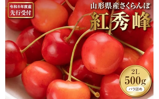 【2026年産先行予約】さくらんぼ紅秀峰 秀以上 2L 500g(500gバラ詰め×1パック)山形県河北町産【晴天畑】 さくらんぼ 山形県 ふるさと納税 大粒 紅秀峰 贈答 ギフト ka073-010