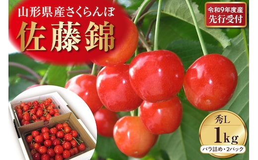 【令和9年産】さくらんぼ佐藤錦 1kg(500gバラ詰めx2パック) 秀品 Lサイズ 山形県河北町産【晴天畑】 ka073-013