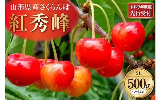 【令和9年産】さくらんぼ「紅秀峰」 秀2L (500gバラ詰め×1パック) 山形県河北町産 【晴天畑】 ka073-016