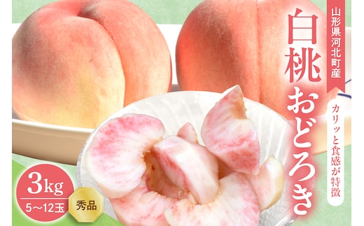 【令和8年産】白桃 おどろき 3kg(5～12玉前後) ギフト用 山形県河北町産 【山形eLab】 ka074-015-r8