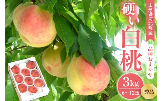 【令和8年産】硬い白桃 3kg(6～12玉前後) ギフト用 品種おまかせ 山形県河北町産【山形eLab】 ka074-016-r8