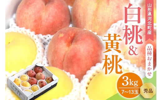 【令和8年産】白桃&黄桃 3kg(7～13玉前後) ギフト用 品種おまかせ 山形県河北町産【山形eLab】 ka074-017-r8