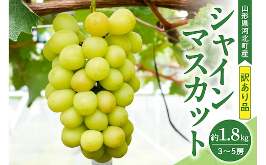 【訳あり 令和8年産】 ぶどう シャインマスカット 約1.8kg(3～5房) 山形県河北町産【山形eLab】 ka074-021-r8