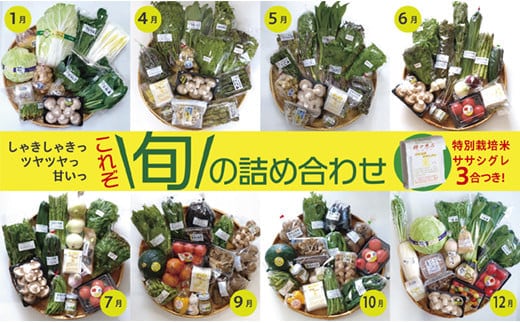 旬の詰め合わせセット within2025