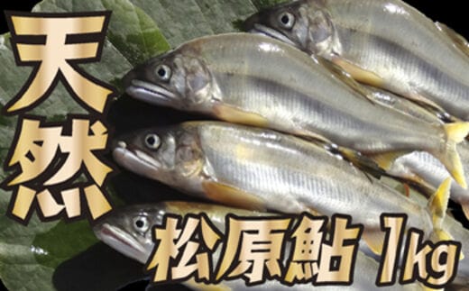 山形県小国川 【天然】 松原鮎