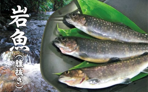 西塚農場産 岩魚冷凍30尾(腹抜き)