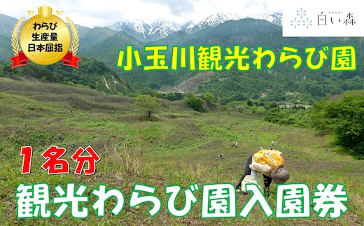 小玉川観光わらび園入園券（1名様分