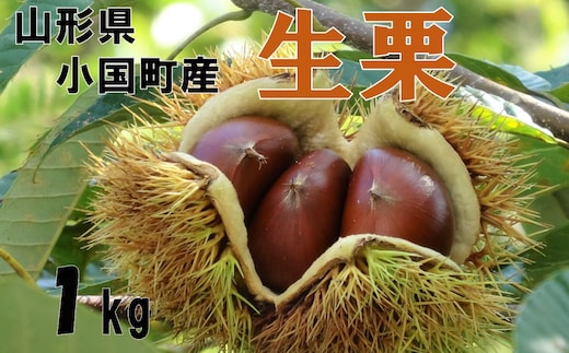 【先行予約】【数量限定】山形県小国町産 舟山栗園の生栗 1kg
