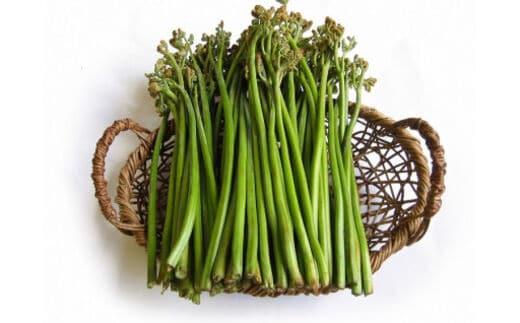【先行予約】採れたて山菜 生わらび 1kg×1束 限定150