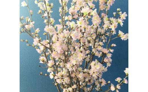 啓翁桜 約90cm×10本 桜 さくら サクラ 花 【2026年1月上旬～2月下旬発送予定】