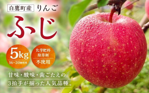 白鷹町産りんご (ふじ) 5kg りんご 林檎 果物 くだもの フルーツ 旬 ふじ 国産 山形県 白鷹町 【2026年11月下旬~12月上旬発送予定】
