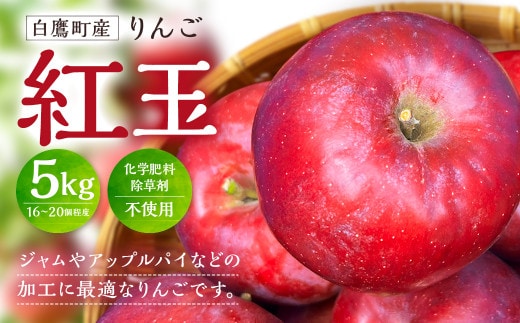 白鷹町産りんご (紅玉) 5kg りんご 林檎 果物 くだもの フルーツ 旬 紅玉 国産 山形県 白鷹町 【2026年9月下旬~10月上旬発送予定】