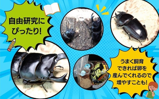 オオクワガタペア 飼育 セット 70mm～ 9月以降発送 クワガタ 自由研究 昆虫 成虫 生体 虫 飼育 夏休み 観察 自然 環境 学習 子供 孫  プレゼント 贈答 人気 福島県 田村市 田村 ふくしま たむら ムシムシランド | dショッピングふるさと納税百選