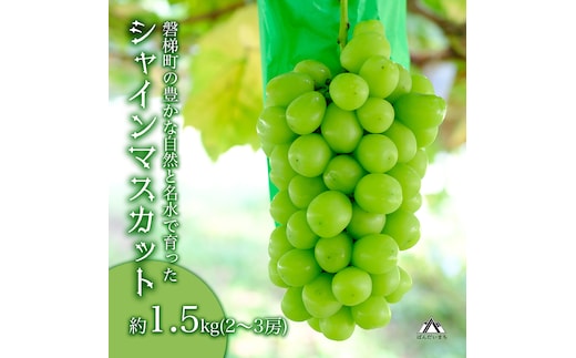 【先行予約】磐梯町産 シャインマスカット 約1.5kg（2房～3房） ※2026年9月～10月発送予定