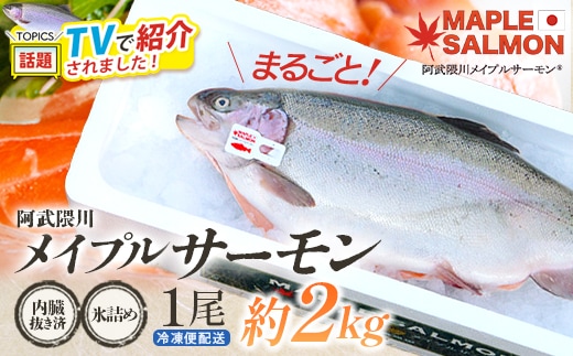 ＼★TVで紹介されました！／ 阿武隈川メイプルサーモン鮮魚 1本(約2kg前後) 内臓抜き 氷詰め 【07461-0265】サーモン メイプルサーモン 鮭 国産 魚介類 海鮮 養殖 冷蔵 林養魚場 西郷村