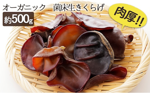 オーガニック 菌床生きくらげ 約500g きのこ 野菜 国産 GAP認証 有機JAS認定 食物繊維 ビタミン ミネラル 