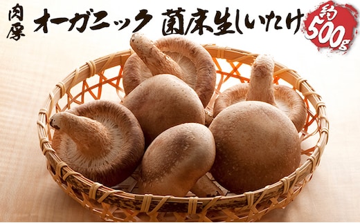 オーガニック 菌床生しいたけ 約500g きのこ 野菜 国産 GAP認証 有機JAS認定 食物繊維 ビタミン ミネラル 