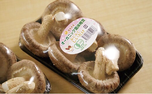 ふるさと納税 下呂市 先行受付【期間限定】菌床生椎茸