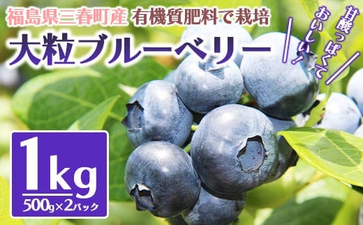 三春ブルーベリー 500g×2パック／計1kg 【2026年6月下旬発送】【期間限定 三春町産 生ブルーベリー 大粒 冷蔵 福島県 三春町 三春ブルーベリー倶楽部 有機質肥料 果物 国産 フルーツ 果実 旬 お中元 夏 ギフト プレゼント 贈り物 贈答 自宅用】【07521-0103】