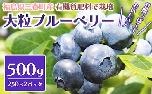 三春ブルーベリー 250g×2パック／計500g 【2026年6月下旬発送】【期間限定 三春町産 生ブルーベリー 大粒 冷蔵 福島県 三春町 三春ブルーベリー倶楽部 有機質肥料 果物 国産 フルーツ 果実 旬 お中元 夏 ギフト プレゼント 贈り物 贈答 自宅用】【07521-0133】