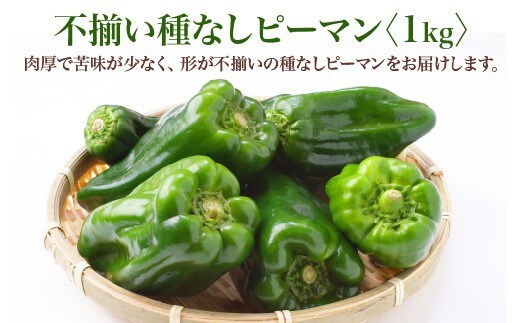 【先行予約】不揃い種なしピーマン（ＳＳサイズ）1kg【2026年7月発送】 【07521-0139】